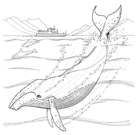 Humpback Whale Coloring Page